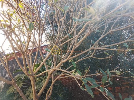 casa-venda-jardim-dos-pinheiros-atibaia-1107854